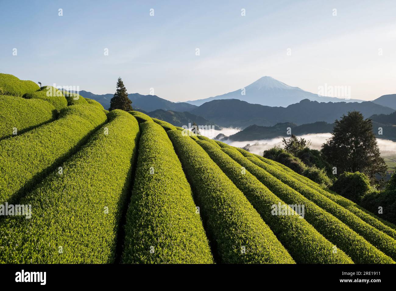 Japan, Yoshiwara: landscape with hills, tea plantations, Mount Fuji and mist in the valley, Honshu Island Stock Photo