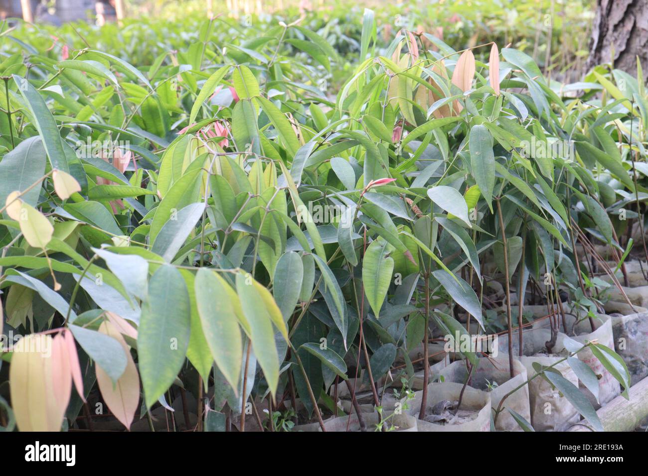 cobra saffron flower tree plant on farm for harvest are cash crops Stock Photo Alamy