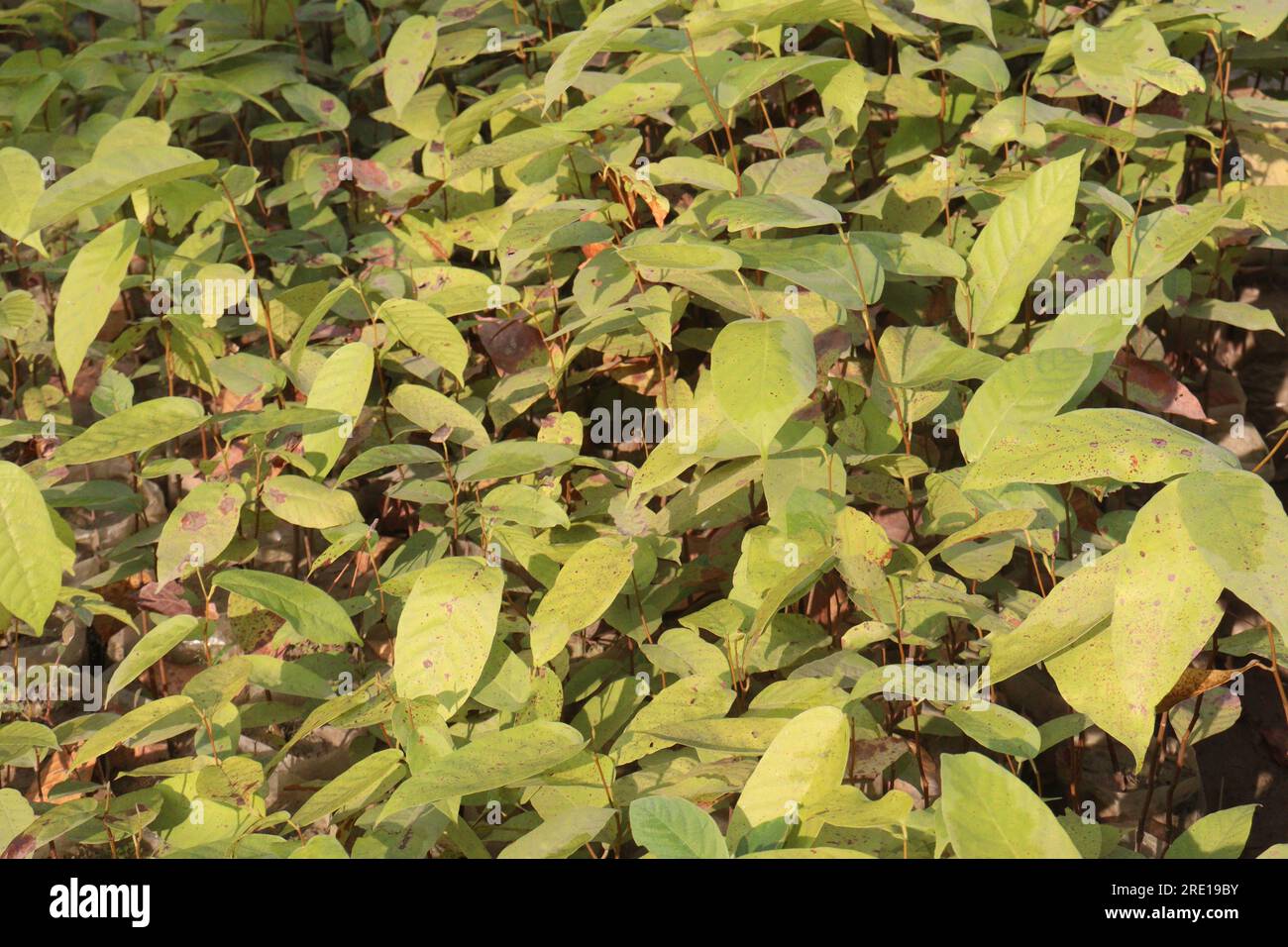 Chinese knotweed tree plant on farm for harvest are cash crops Stock