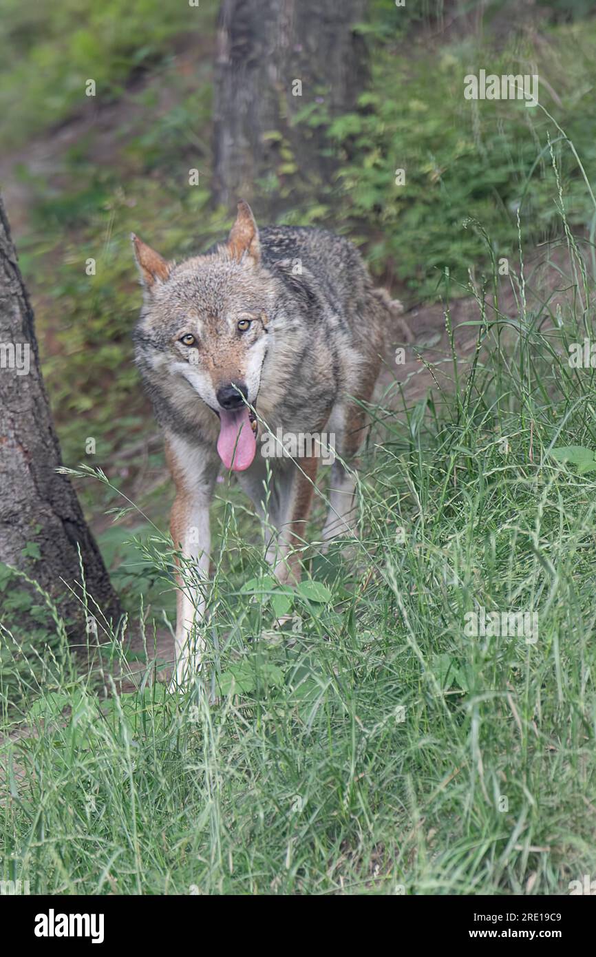 Face to face with the Italian wolf (Canis lupus italicus) Stock Photo
