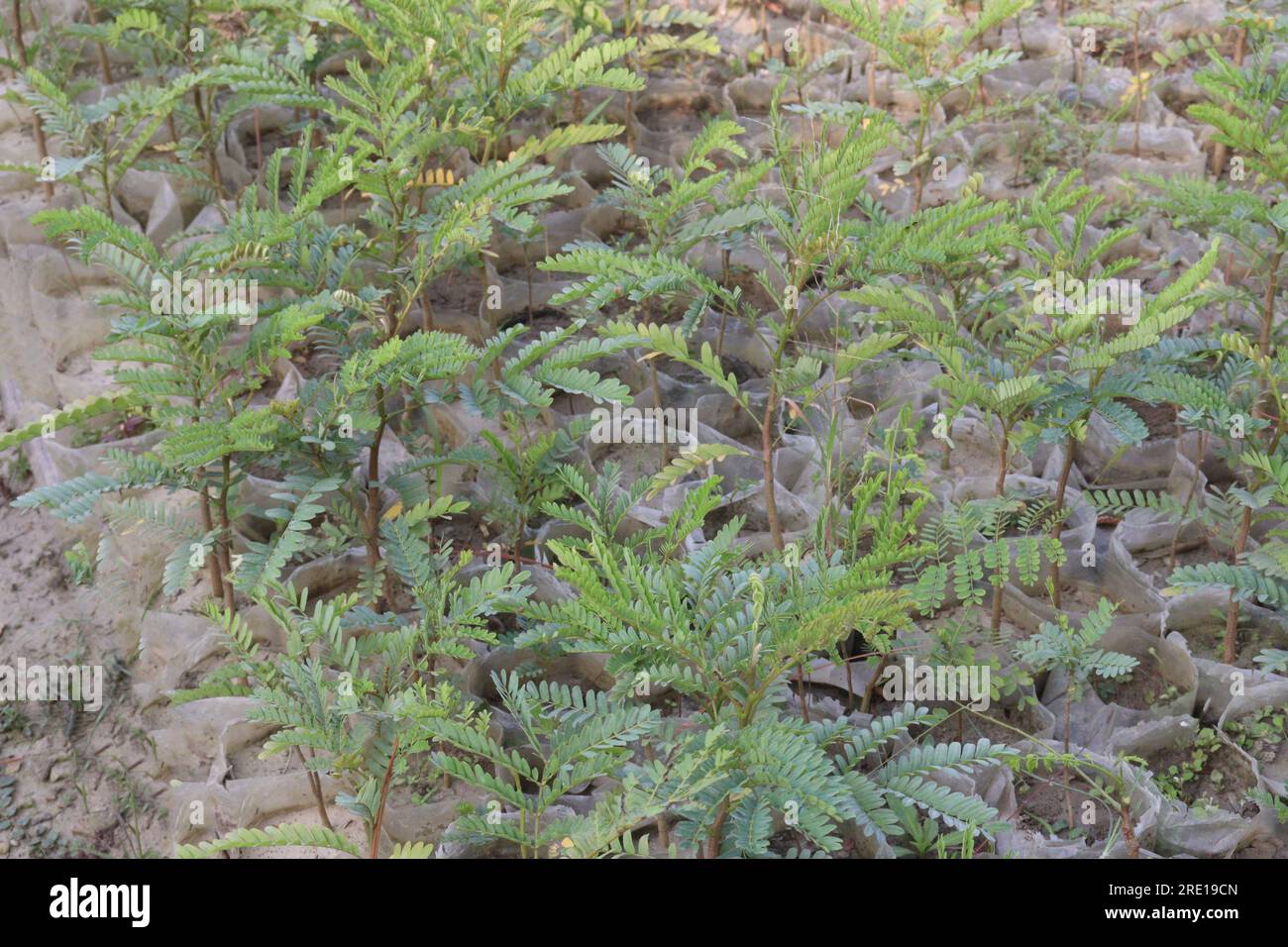 Peltophorum pterocarpum flower tree plant on farm for harvest and sell is a cash crops Stock Photo