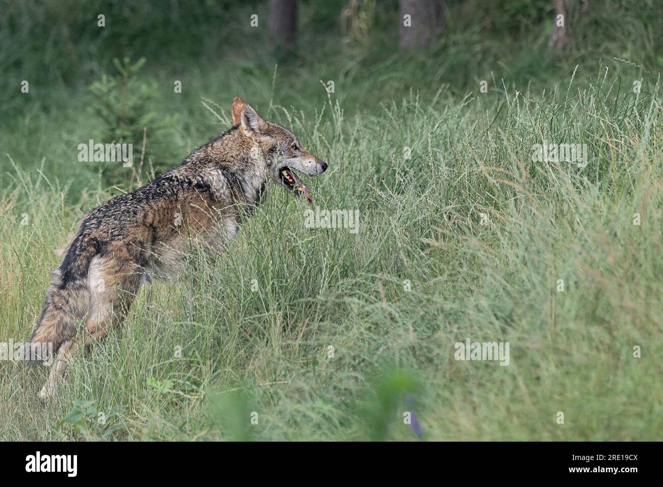Wild Italy, the Italian wolf (Canis lupus italicus) Stock Photo