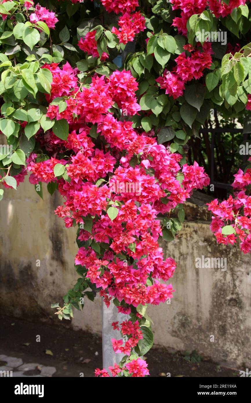 'Great Bougainvillea' (Bougainvillea spectabilis) cultivar with deep pink bracts : (pix Sanjiv Shukla) Stock Photo