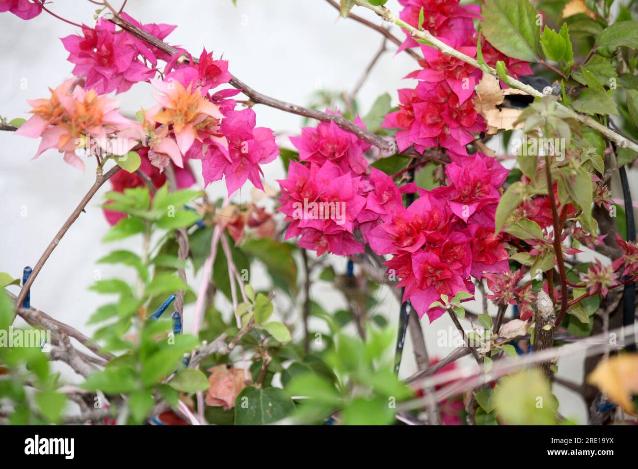 'Great Bougainvillea' (Bougainvillea spectabilis) cultivar with deep pink bracts : (pix Sanjiv Shukla) Stock Photo