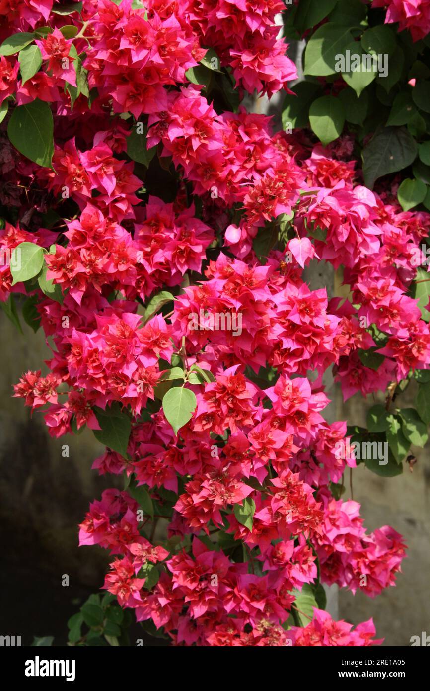 'Great Bougainvillea' (Bougainvillea spectabilis) cultivar with deep ...