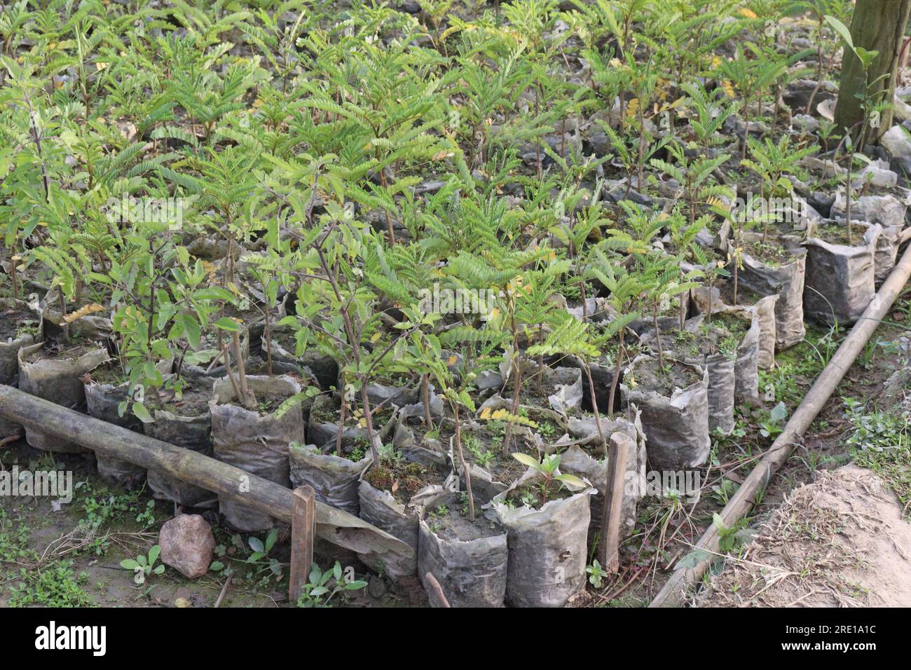 Peltophorum pterocarpum flower tree plant on farm for harvest and sell is a cash crops Stock Photo