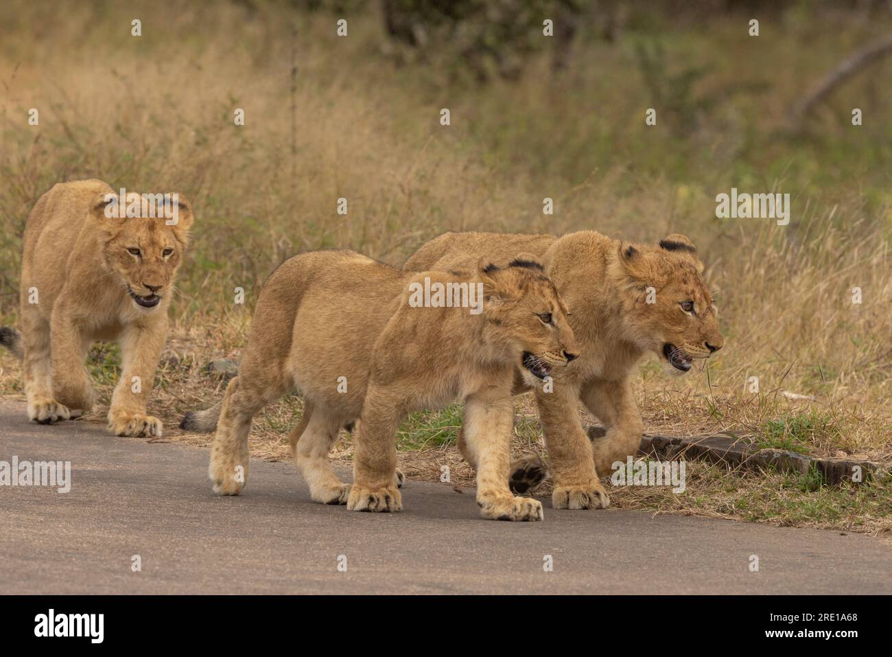 Three lion cubs walking with purpose in the morning sunlight in the Kruger National Park, South Africa Stock Photo