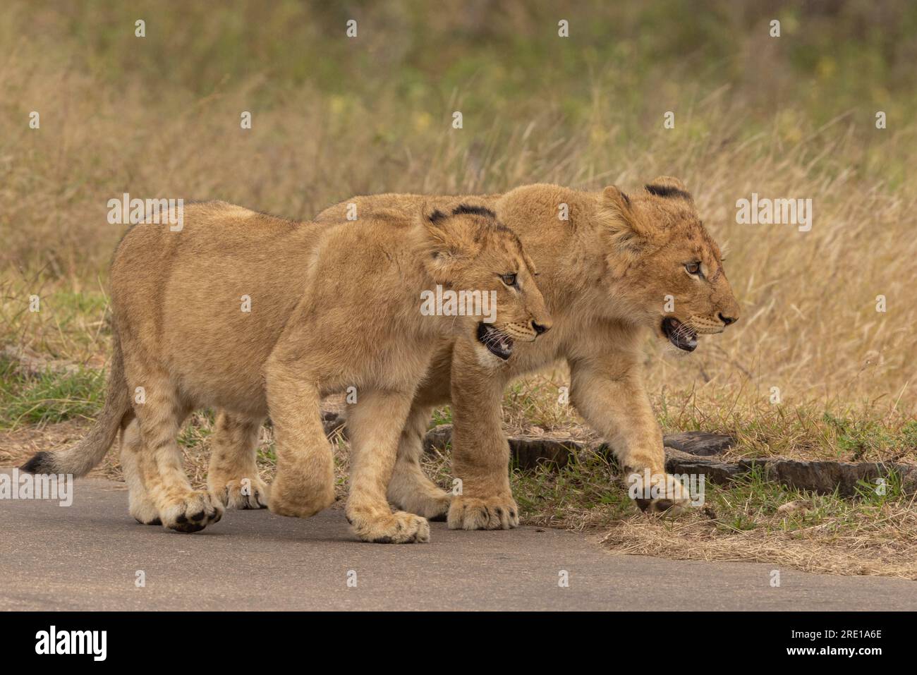 Lion cubs out for a morning walk in the sunshine in the Kruger National Park, South Africa Stock Photo