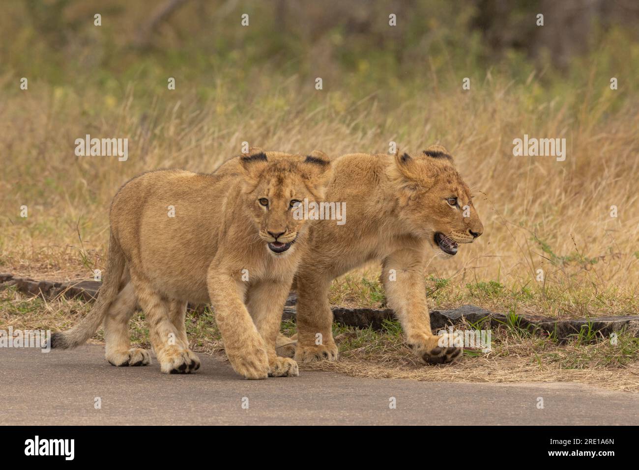 Two lion cubs walking with purpose down the tar road in the Kruger National Park, South Africa Stock Photo