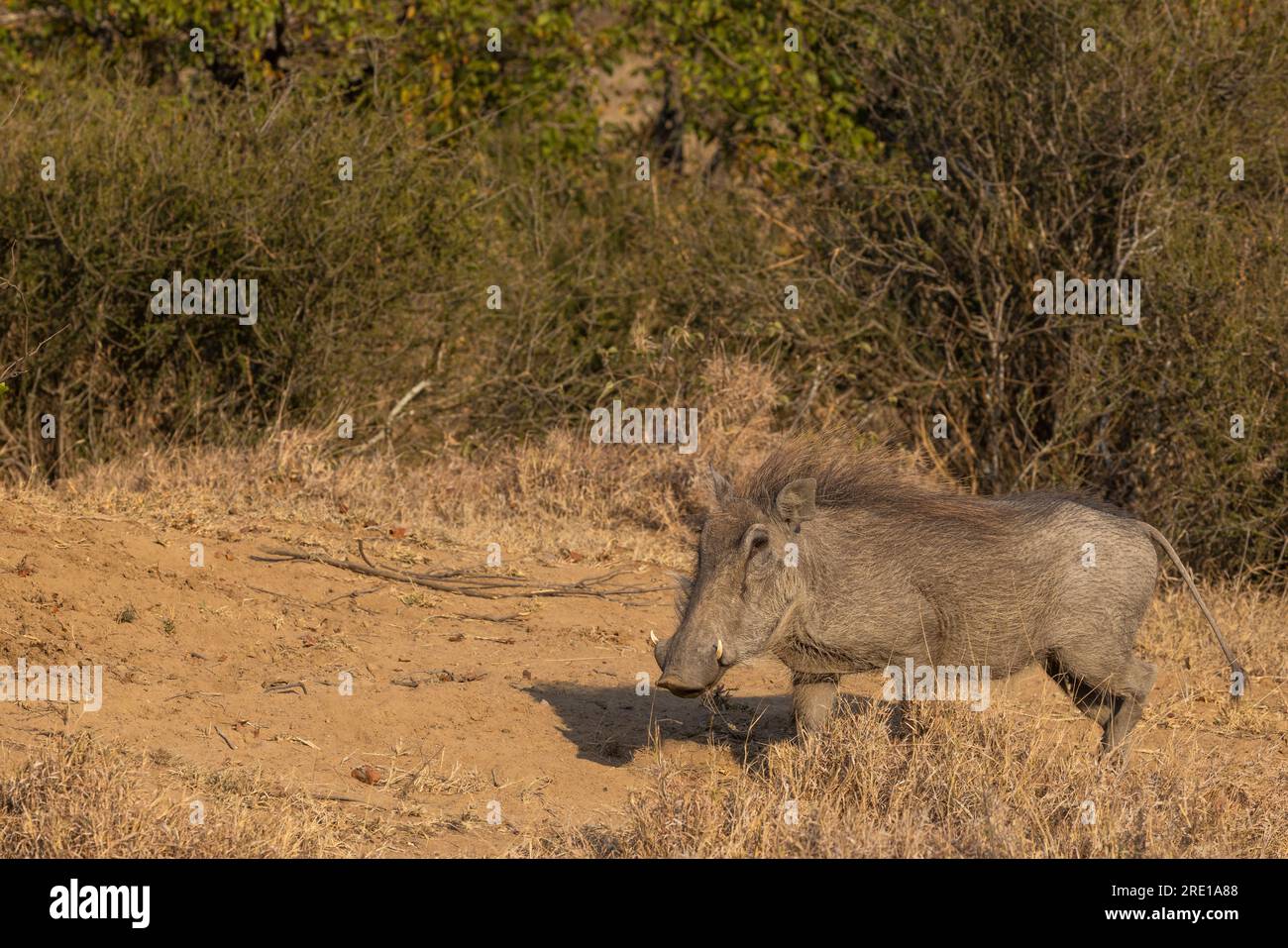 An adult warthog, also known as Phacochoerus africanus, walking in the sunshine at Ingwelala in the Greater Kruger National Park, South Africa Stock Photo