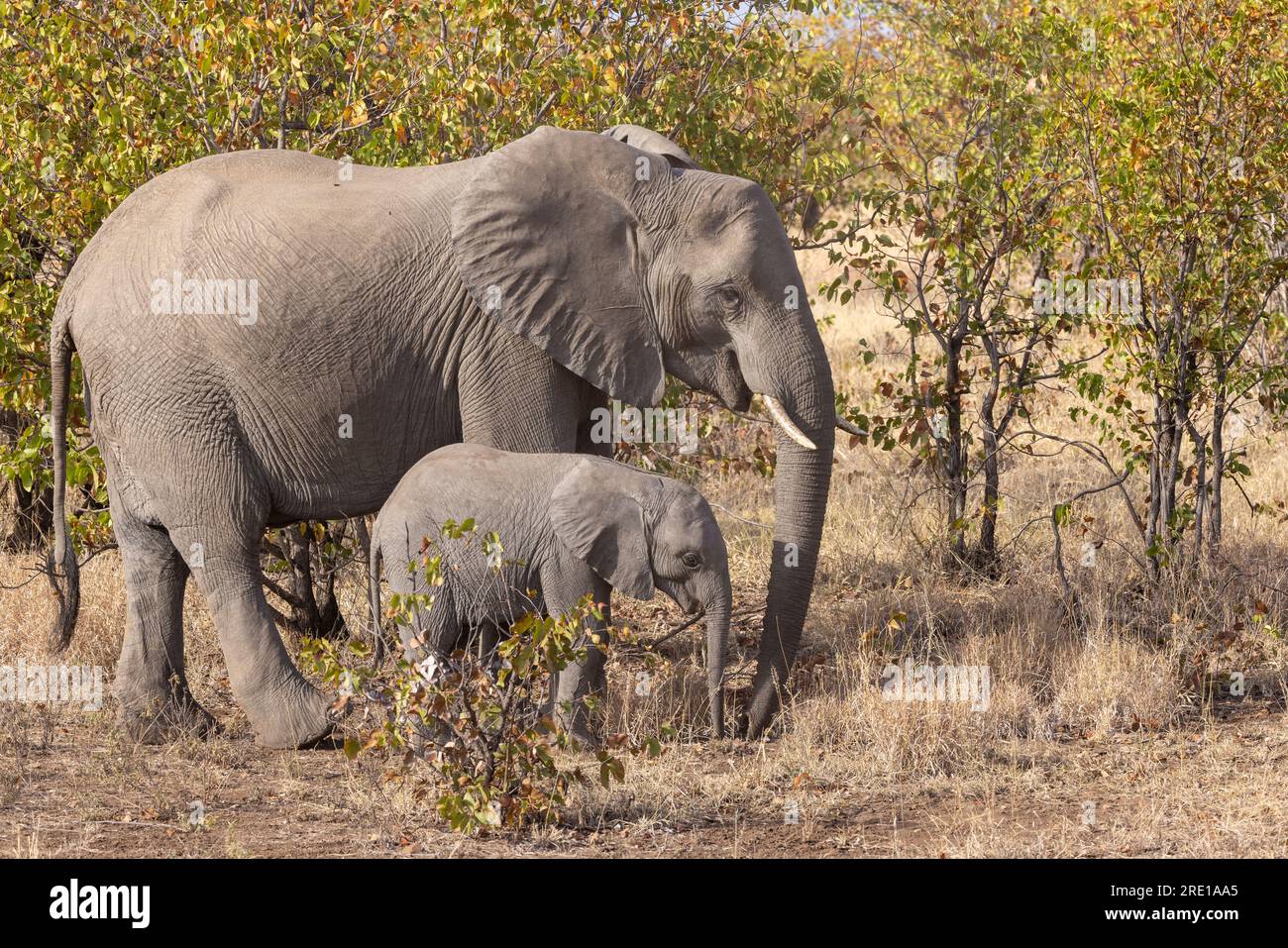 An adult female elephant with her young calf  grazing in their natural habitat in the Kruger National Park, South Africa Stock Photo