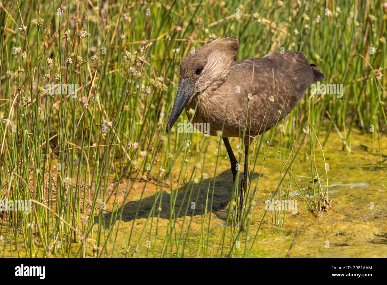 Front and side view of a hamerkop wading in sunshine in a wetland in ...