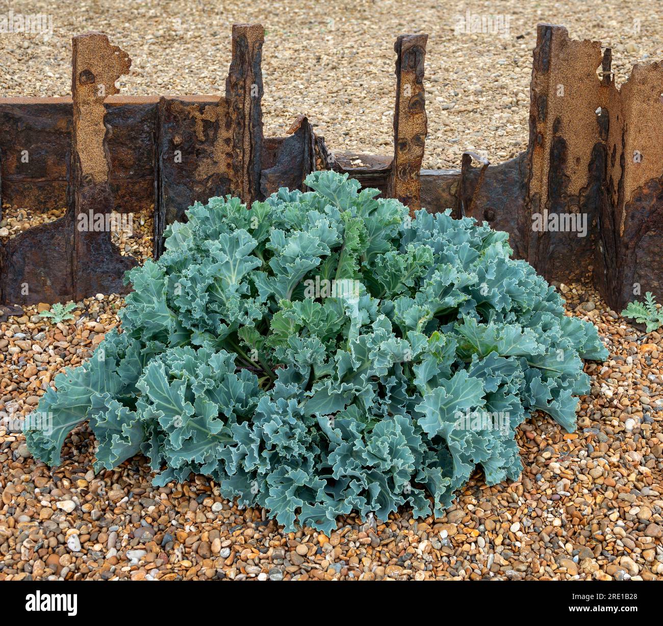 A mound of sea kale growing in front of a rusting and fragmented breakwater on a pebble beach. Bawdsey, Suffolk Stock Photo
