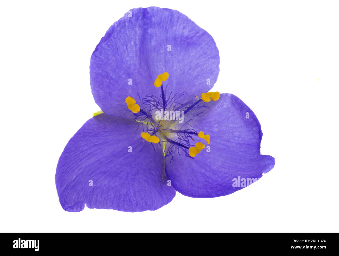 tradescantia flower isolated on white background Stock Photo