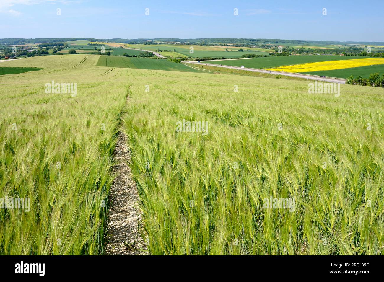 Landscape of the Pays de Bray, a natural region in northern France, with fields of Barley by the highway A28. Barley field on marl soil Stock Photo