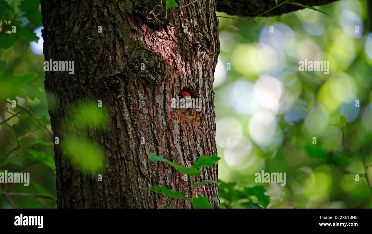 Great spotted woodpecker and chicks Stock Photo - Alamy