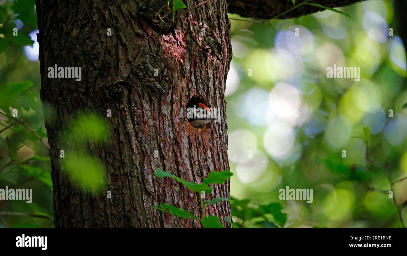 Great spotted woodpecker and chicks Stock Photo - Alamy
