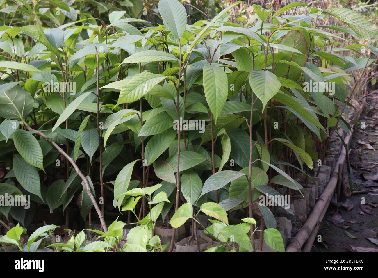 dipterocarpus turbinatus important source of the wood is often used in the plywood industry Stock Photo
