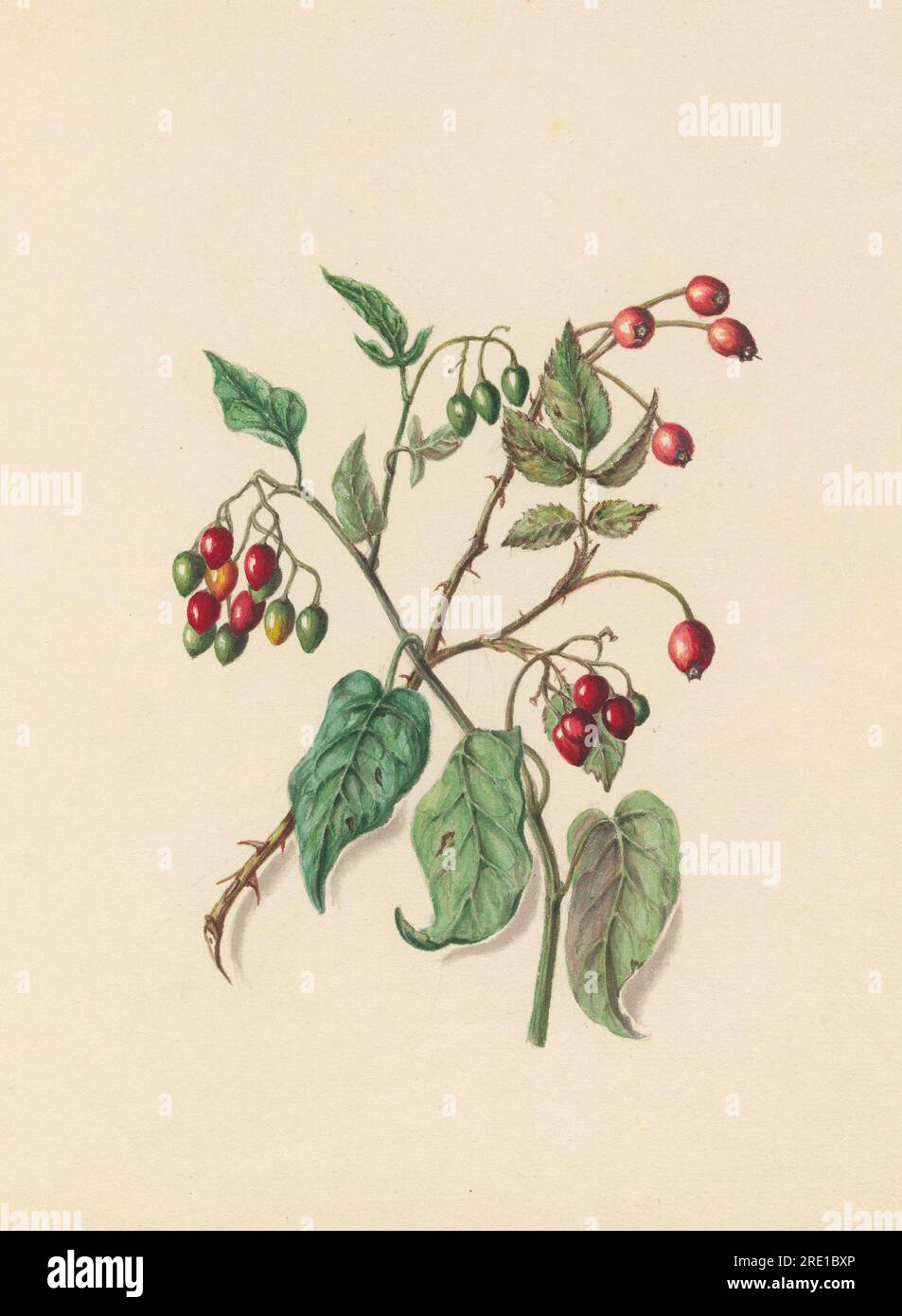 19th-century book illustration: Exquisite watercolor depiction of Berries in Bloom. Circa 1860 Stock Photo