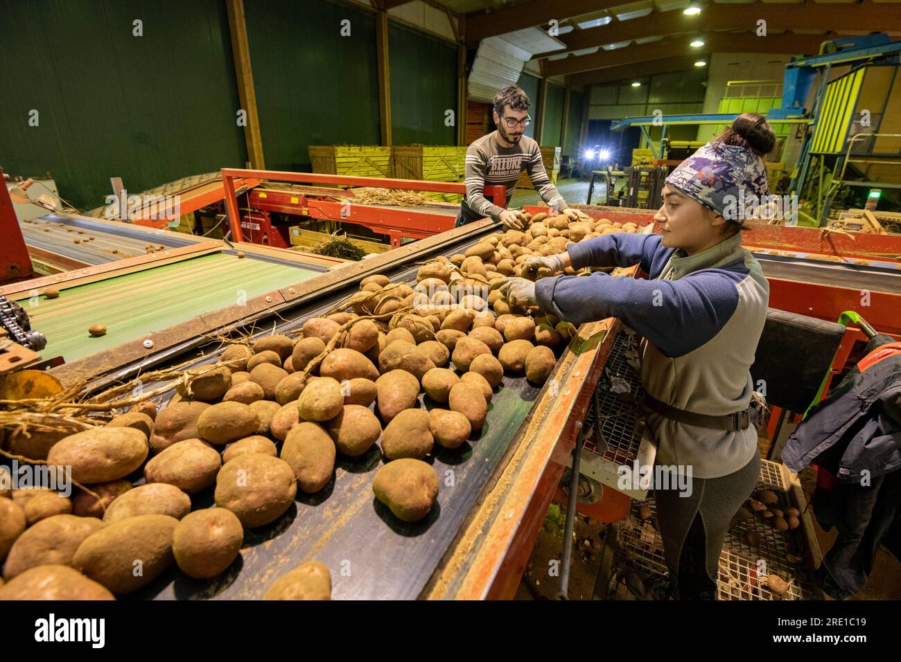 Potato harvesting: agricultural workers sorting potatoes Employees sorting Manitou potatoes, tuber with pinkish red skin. Cold storage Stock Photo