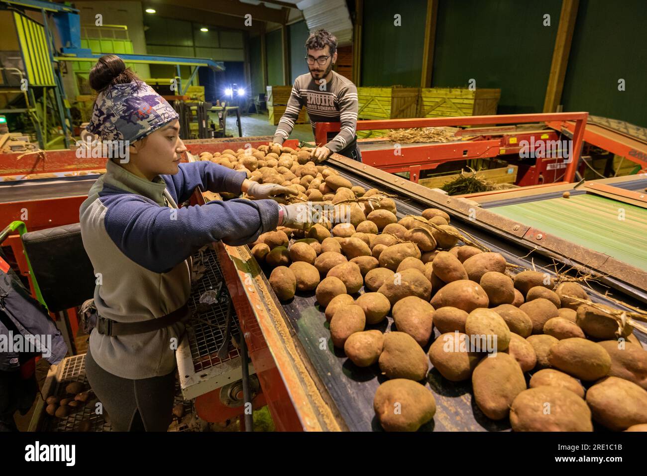 Potato harvesting: agricultural workers sorting potatoes Employees sorting Manitou potatoes, tuber with pinkish red skin. Cold storage Stock Photo