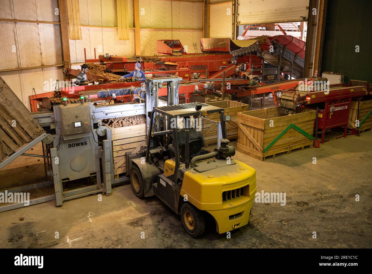 Potato harvesting Manitou potatoes, tuber with pinkish red skin. Large