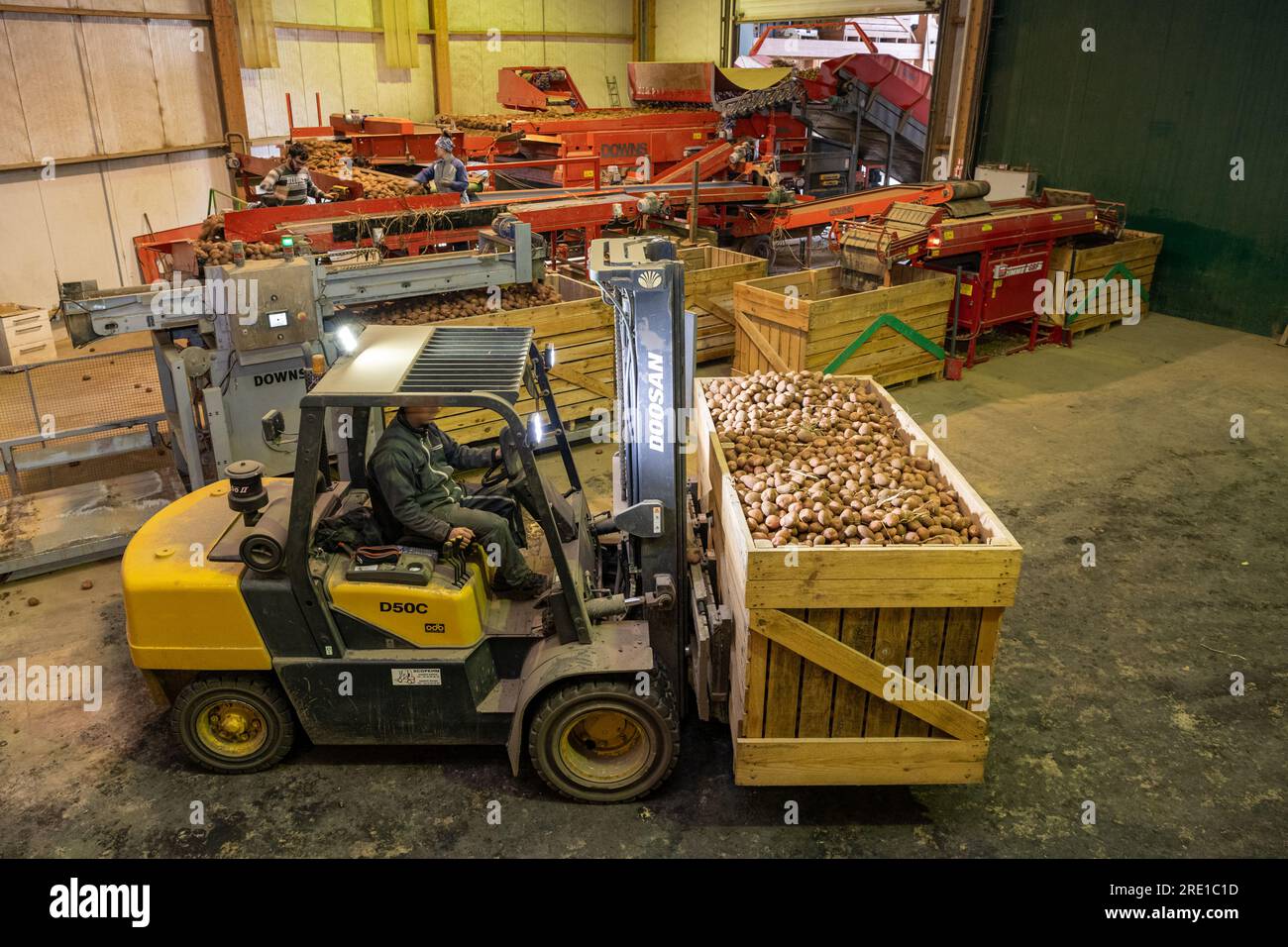 Potato harvesting Manitou potatoes, tuber with pinkish red skin. Large