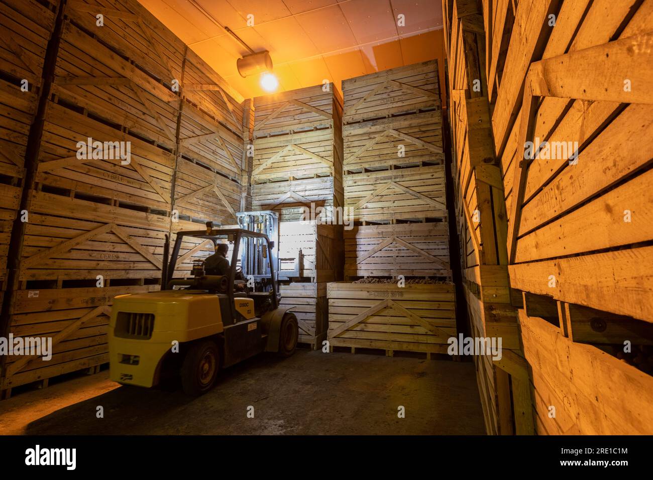 Potato harvesting Manitou potatoes, tuber with pinkish red skin. Large