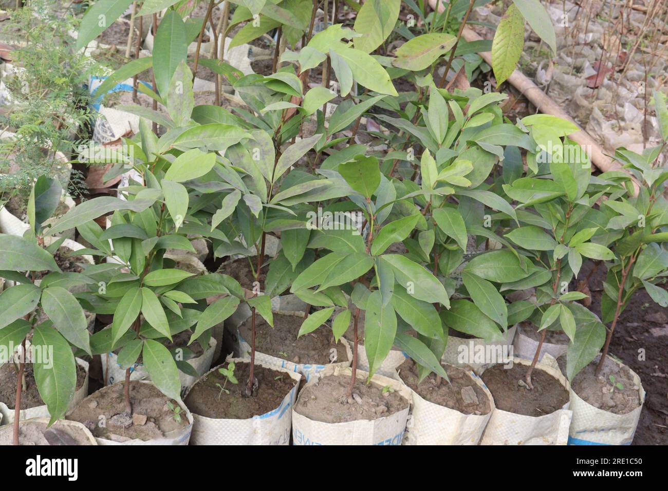 Plinia cauliflora fruit tree plant on farm for harvest are cash crops Stock Photo