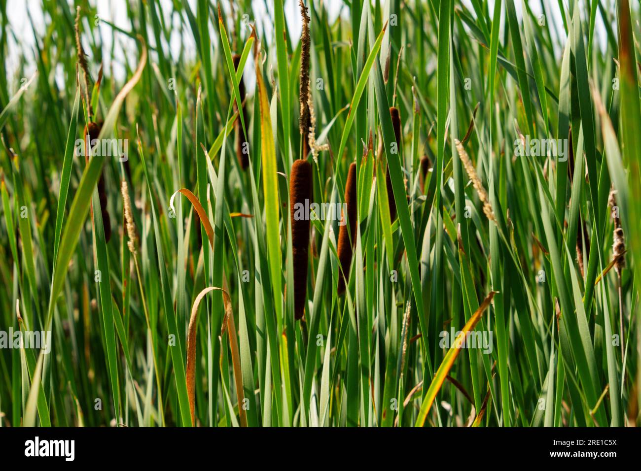Cattails in the summer sun. Stock Photo