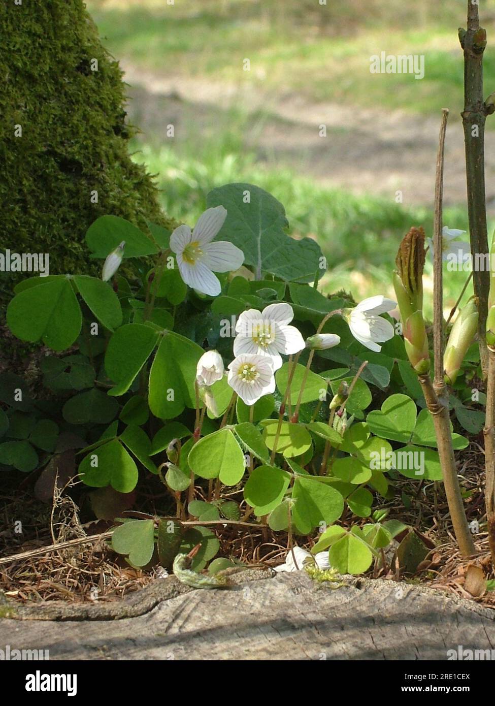 Wood Sorrel 'Olaxis acetosella' delicate white flowered woodland plant