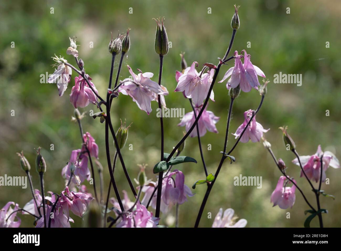 Blossoming Pink Aquilegia vulgaris (columbine) in a garden, close up. Aquilegia vulgaris. Ranunculaceae family Stock Photo
