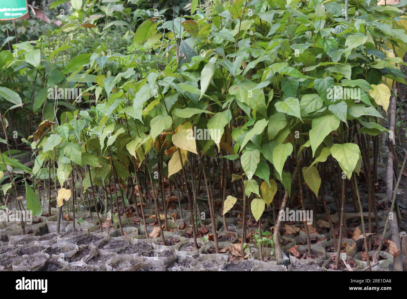 Gmelina arborea tree plant on farm for harvest are cash crops Stock Photo