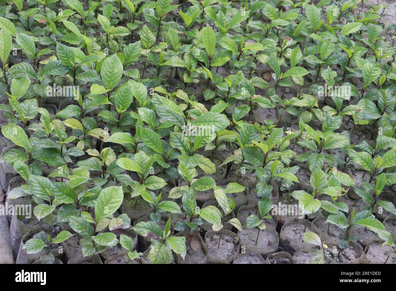 Mitragyna speciosa Korth tree plant on farm for harvest are cash crops Stock Photo