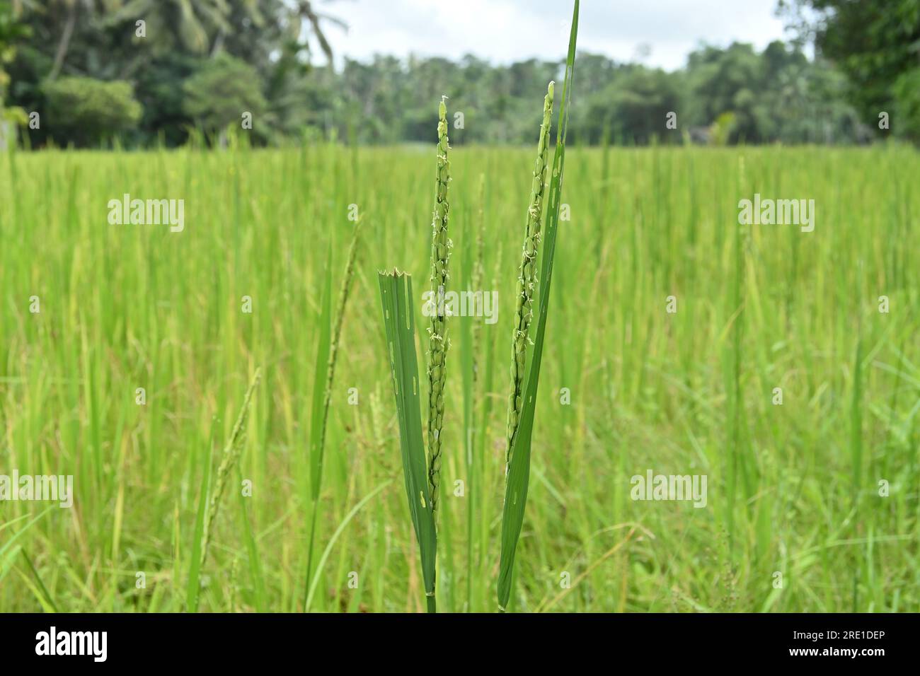 View of the tiny Rice flowers bloom on two rice inflorescence growing in a paddy field Stock Photo