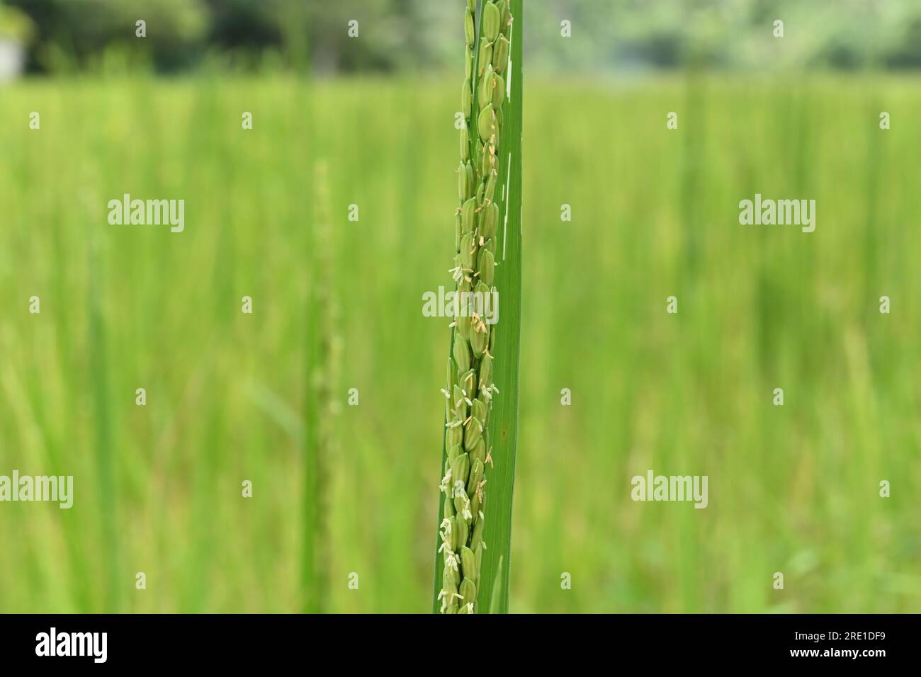 A close up view of the blooming rice flowers on a young rice spike in bloom Stock Photo