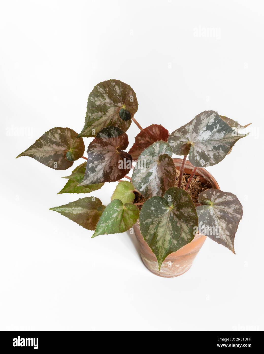 Closeup vertical top view of young rhizomatous begonia in clay pot with green, silver and dark red foliage isolated on white background Stock Photo