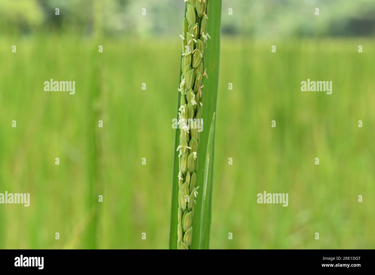 Extreme close up view of a Rice inflorescence with the blooming Rice flowers Stock Photo
