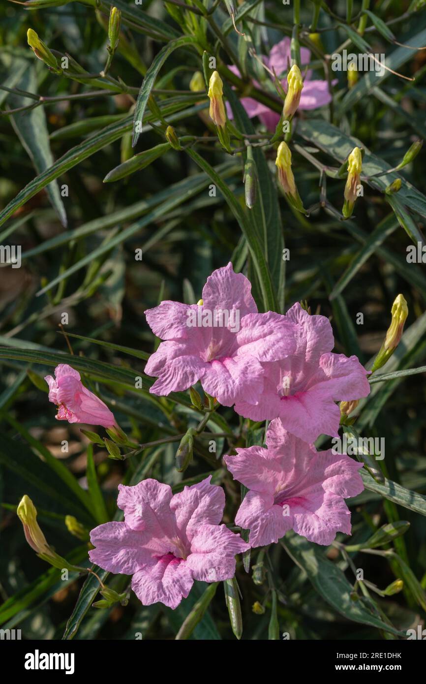 Closeup view of pink flowers of ruellia simplex aka Mexican petunia blooming outdoors in garden in bright sunlight Stock Photo
