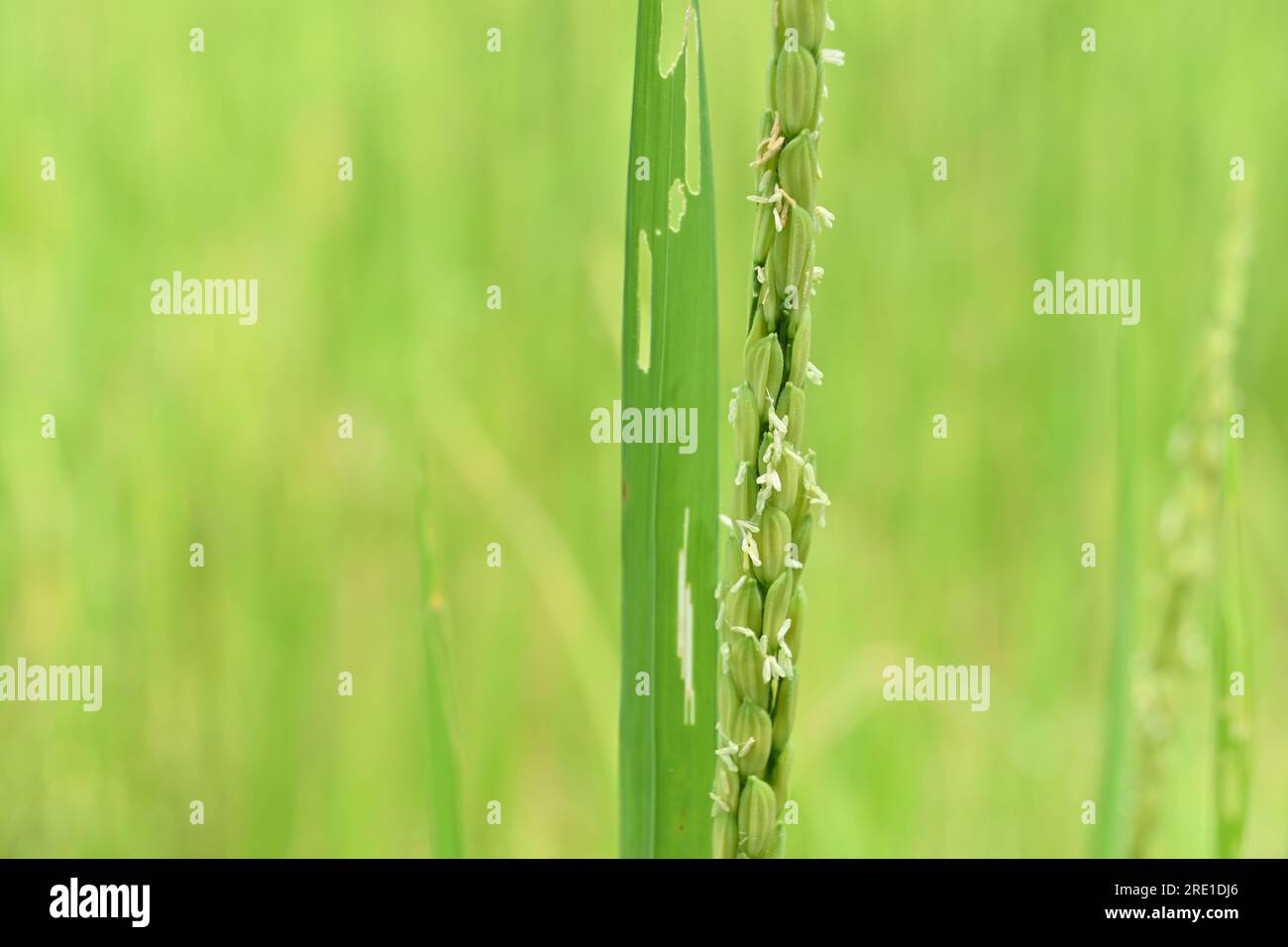 Close up view of a young Rice inflorescence with the blooming Rice flowers Stock Photo