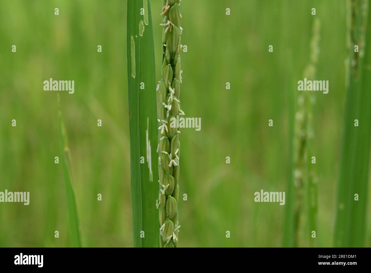 Close up view of a flowering Rice inflorescence with the tiny Rice flowers. A pest damaged leaf in the background Stock Photo