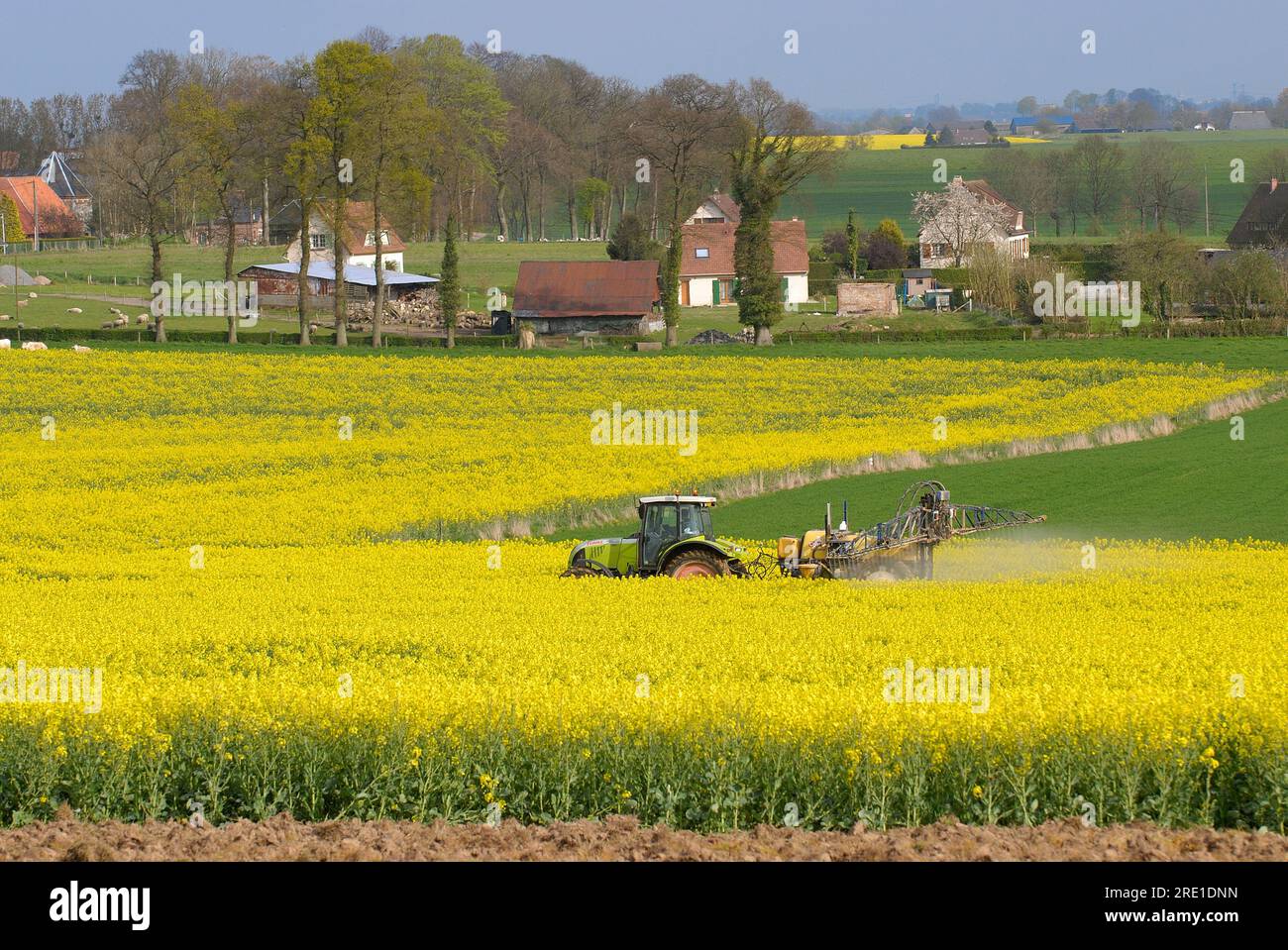 Insecticide treatment on rapeseed against weevils: spraying of phytosanitary products, insecticides, in a field of rapeseed with houses in the backgro Stock Photo