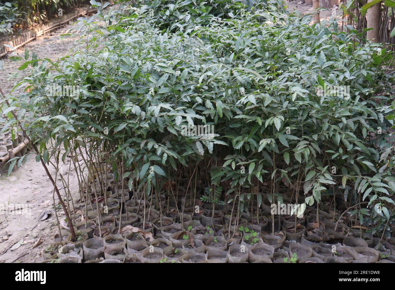 Putranjiva tree plant on farm for harvest are cash crops Stock Photo