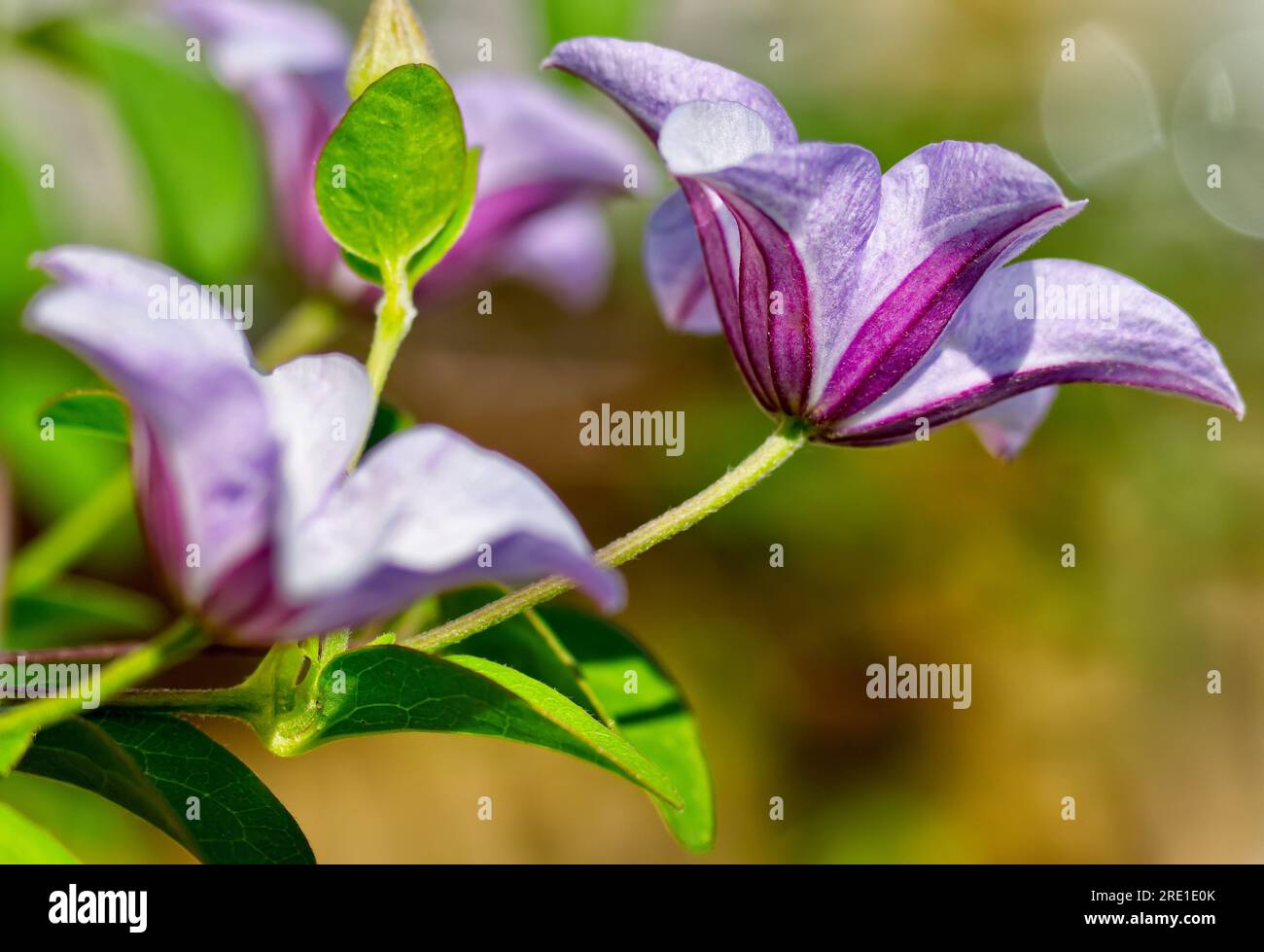Clematis Huldine flowers Stock Photo