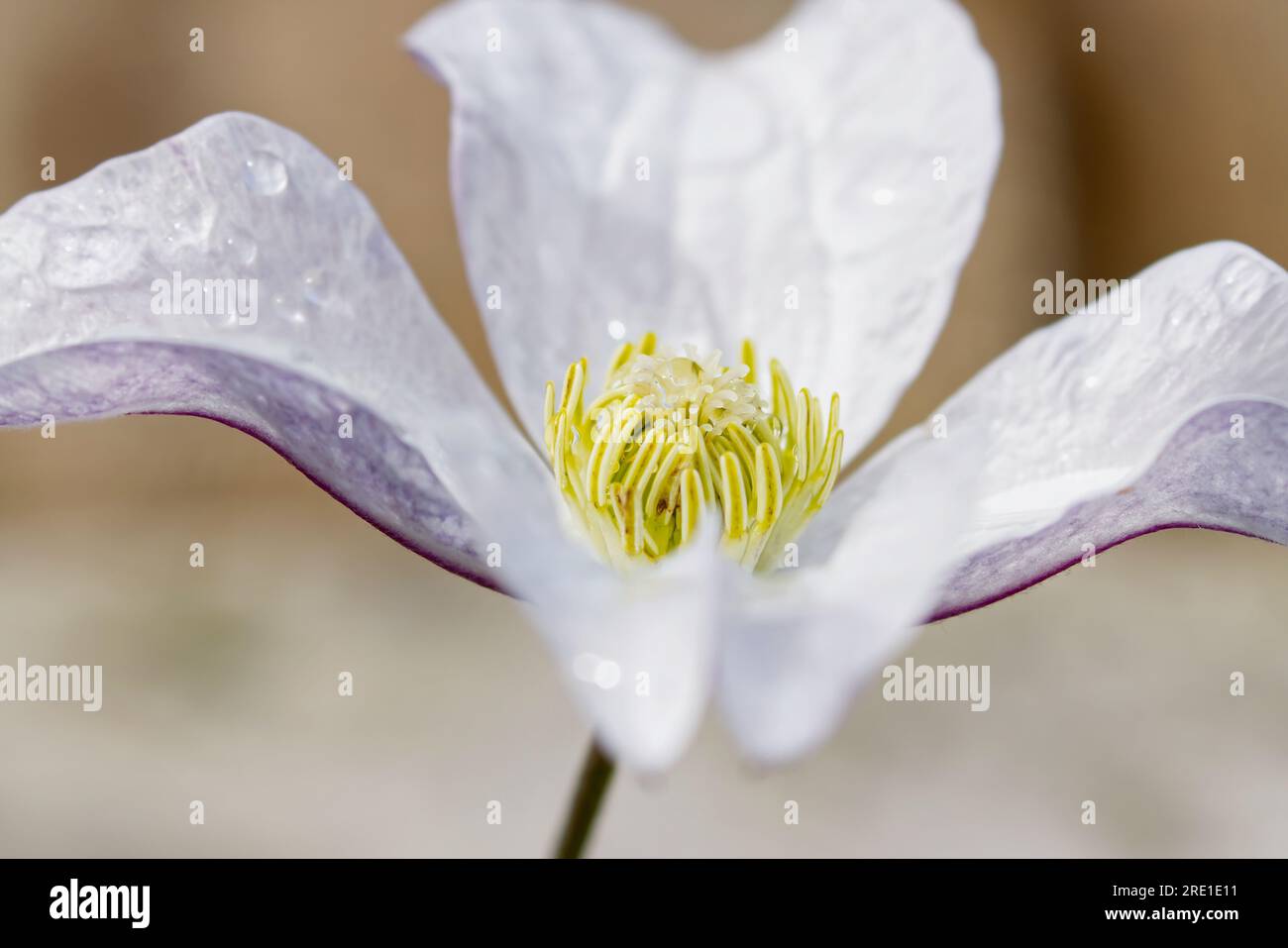Clematis Huldine flower Stock Photo