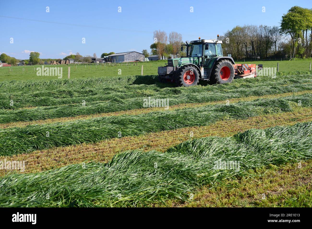 Italian rye grass reaping, mechanized harvesting with harrow and tractor, forage grass for