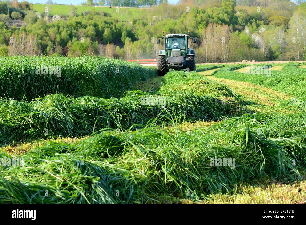Italian rye grass reaping, mechanized harvesting with harrow and tractor, forage grass for