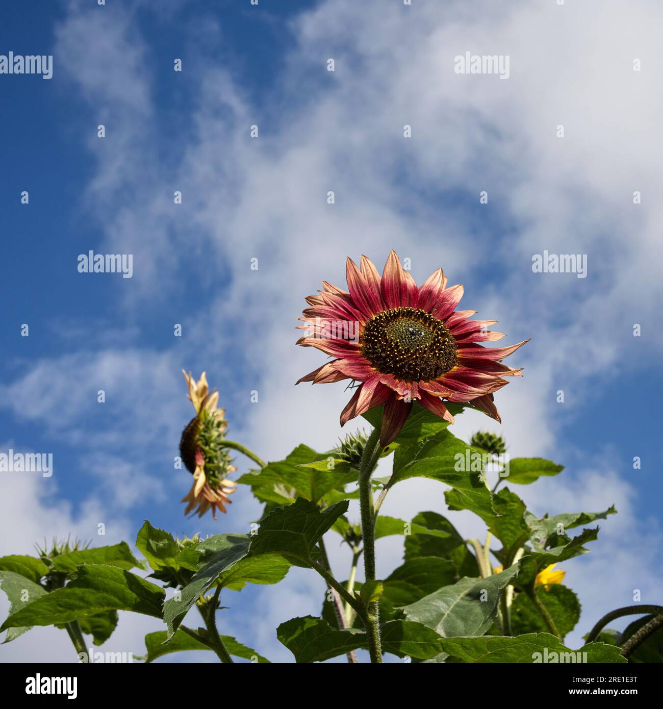 Red and yellow sunflower hires stock photography and images Alamy