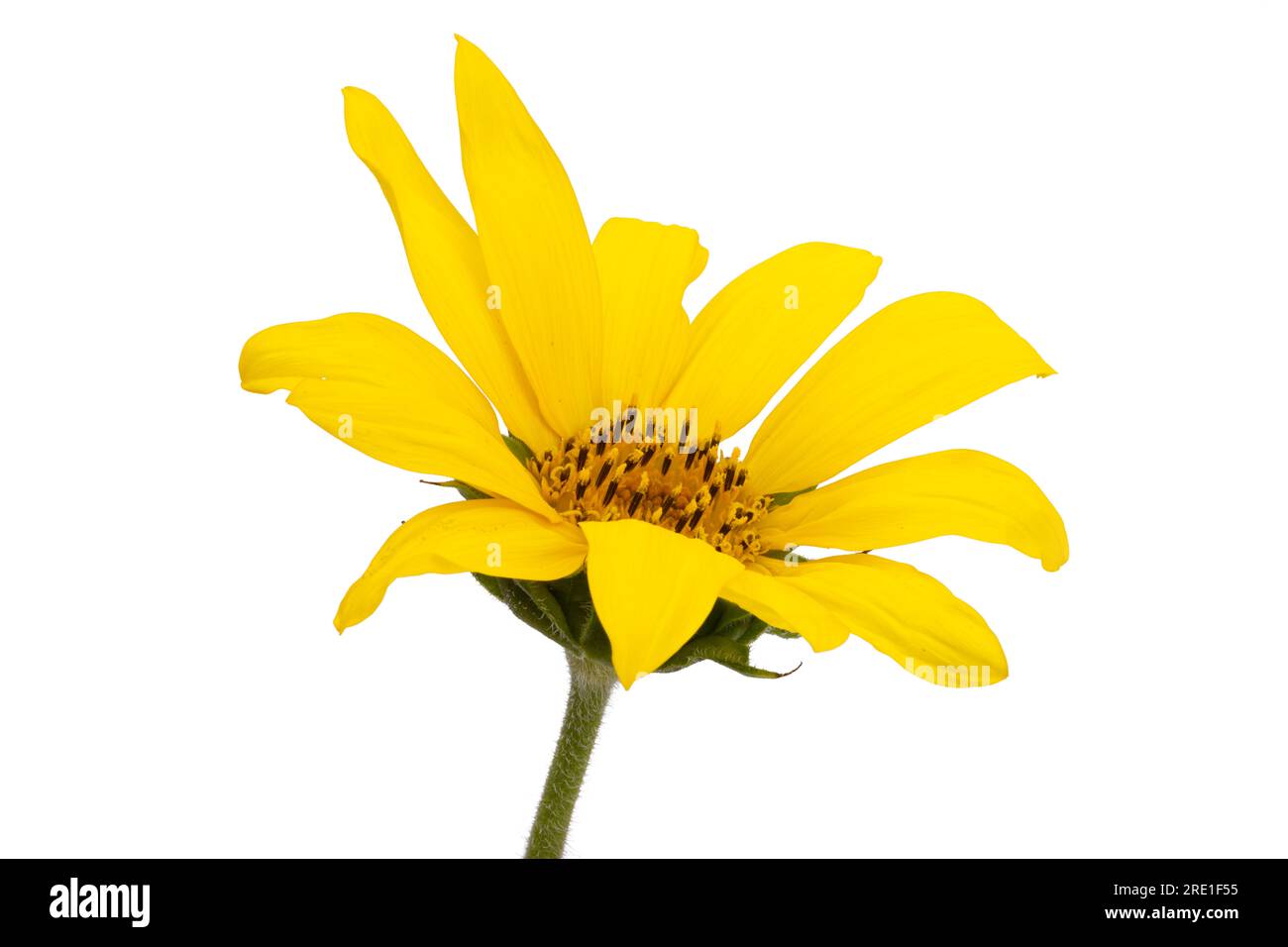 small sunflower flower isolated on white background Stock Photo - Alamy