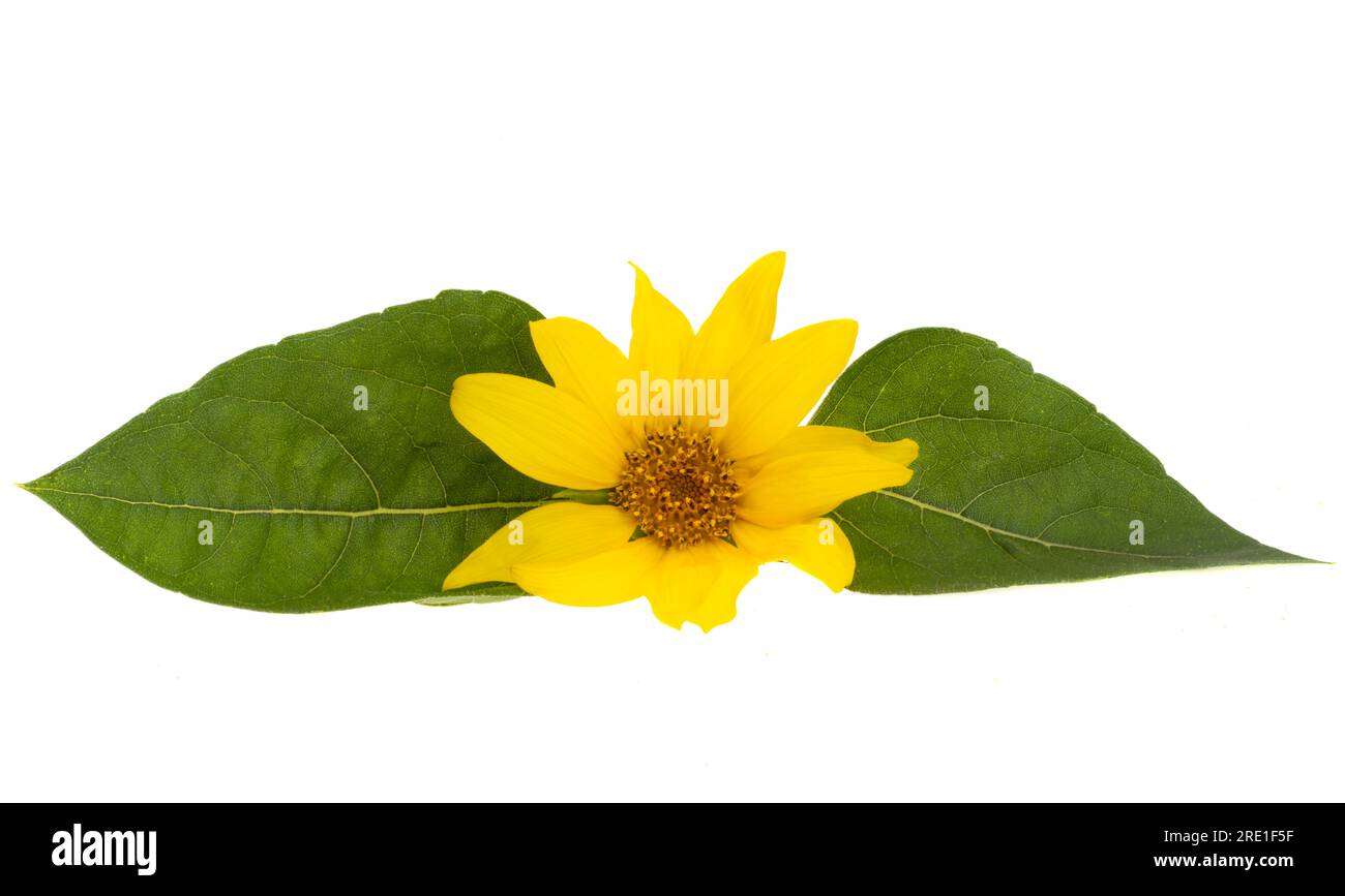 small sunflower flower isolated on white background Stock Photo - Alamy